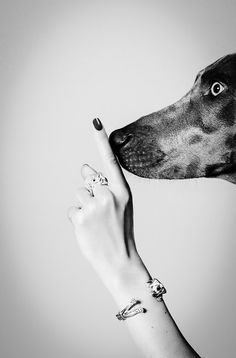 Whimsy and Delight | ZsaZsa Bellagio - Like No Other Dog Photography Creative, Dog Photoshoot, Appaloosa, Quarter Horse, Dog Photography, White Photo, Dog Portraits, Doberman, Dog Photos