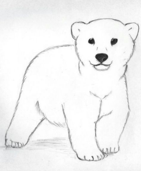 Bear Pictures Art, Simple Polar Bear Drawing, Baby Bear Drawing, Polar Bear Sketch, Deviantart Cartoon, Bear Drawing Easy, Drawings Background, Polar Bear Outline, Draw Bear