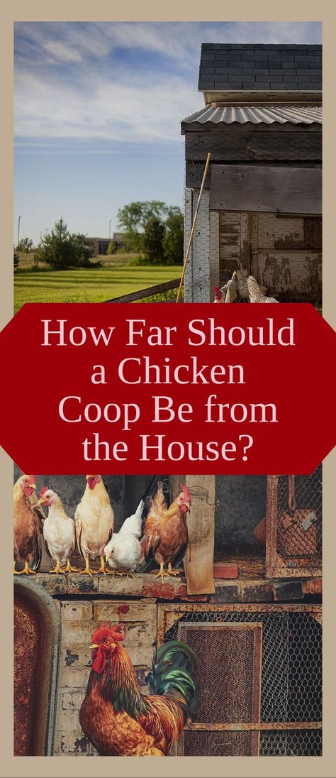 One of the most important considerations when choosing where to locate your chicken coop is how far it should be away from your home. People often place them too close to their house or close to their neighbor’s house, but this can lead to many problems such as unpleasant odors and flies bothering you. In this article, I will give you a few essential guidelines for how far away from your home your coop should be and why. Chicken Coop Near House, Where To Put Chicken Coop In Yard, Chicken Coop Next To House, Where To Put Chicken Coop, Chicken Coop Attached To House, Securing Chicken Coop, Chicken Coop For 5 Hens, Predictor Proof Chicken Coop, Starter Chicken Coop