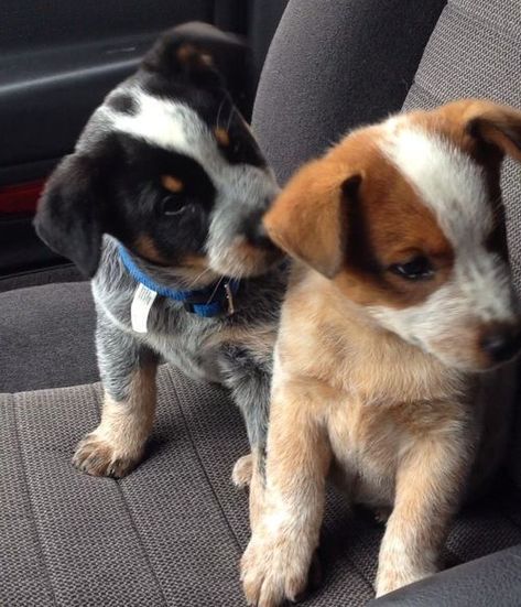 Blue and Red heeler puppies Australian Cattle Dog Puppy, Cattle Dog Puppy, Puppy Pals, Heeler Puppies, Red Heeler, Cattle Dogs, Australian Cattle Dogs, Magic Moments, Adorable Puppies