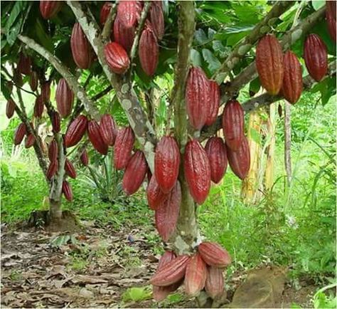 Cacao Cacao Fruit, History Of Chocolate, Chocolate Tree, Cacao Chocolate, Cocoa Chocolate, Cocoa Nibs, Chocolate Fruit, Theobroma Cacao, Exotic Fruit