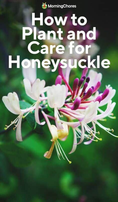 Growing Honeysuckle: How to Plant and Care for This Flowering Vine Honey Suckle Plant Fence, Growing Honeysuckle, Grow Honeysuckle, Gardening Memes, Art Creative Ideas, Morning Chores, Honeysuckle Plant, Pruning Shrubs, Butterfly Garden Plants