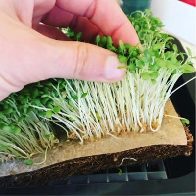 Sprouts Benefits, Microgreens Garden, Radish Sprouts, Growing Sprouts, Clover Seed, Alfalfa Sprouts, Growing Microgreens, Everywhere I Go, Grow Kit