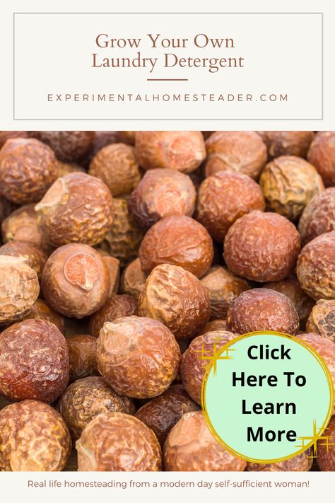 Soap Nuts Laundry, Soap Nuts Recipes, Allotment Planning, Nuts Recipes, Soap Plant, Laundry Soap Recipe, Sustainable Homestead, Survival Preparedness, Soap Berries