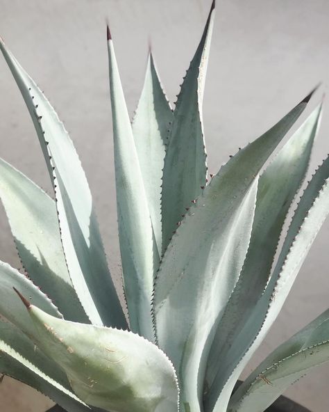 Agave Plant Aesthetic, Agave Aesthetic, Agave Painting, Agave Art, African Safari Lodge, Agave Plants, Plants Photo, Gorgeous Images, Desert Theme