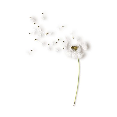 White Dandelion, A Dandelion, Dandelion Wish, Drama Series, Character Aesthetic, White Aesthetic, Polyvore Set, Flower Wall, The Wind