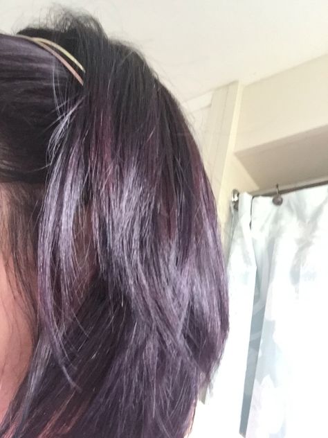 Deep purple-tinted hair || photo credit: me/Cara D. Purple Tinted Brown Hair, Purple Tinted Hair, Faded Purple Hair, Tinted Hair, Black Hair Dye, Hair Tint, Hair Photo, Hair Dye, Purple Hair