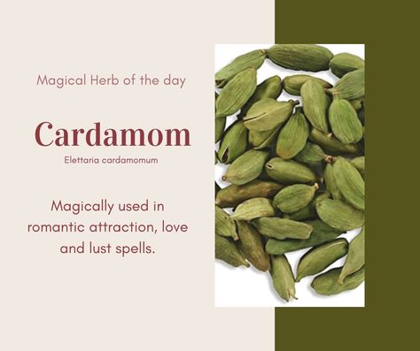 Cardamom is used magically in romantic attraction, love, and lust spells. Feminine, Venus, Water Cardamom Uses Witchcraft, Cardamom Witchcraft, Cardamom Magical Properties, Herb Pantry, Spices Artwork, Lust Spell, Flower Healing, Spiritual Workshop, Magickal Correspondences