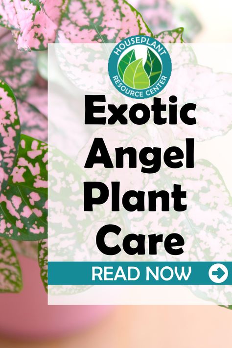 Exotic Angel is not a type of plant, but is actually a brand name trademarked by Hermann Engelmann Greenhouses, Inc. All Exotic Angel plants are grown in Exotic Angel greenhouses, which are now owned by Costa Farms, and are known for their quality. Exotic Angel takes great care to ship only healthy specimens, and plants more cuttings together than many other brands, which leads to fuller, lusher plants! Angel Plant Houseplant, Angel Plant, Common House Plants, Types Of Houseplants, Easy House Plants, Houseplant Care, Plant Goals, Plant Care Tips, Fiddle Leaf Fig Tree