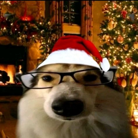 Dog And Cat Pfp, Pfp Dog Cute, Christmas Cat Icon, Christmas Dog Pfp, Aesthetic Christmas Pfp, Christmas Icon Pfp, Pfp For Christmas, New Year Pfp, Funny Christmas Pfp