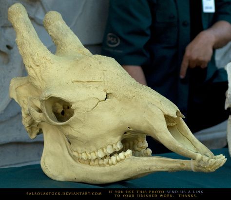 Giraffe skull | Giraffe Skull by * SalsolaStock Giraffe Anatomy, Giraffe Skull, Puppet Design, Giraffe Pictures, Skull Reference, Chinese Buddha, Skull Sleeve, Animal Skeletons, Vulture Culture