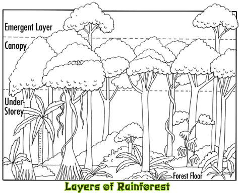 Tropical Rainforest Layers Facts Rainforest Layers, Rainforest Facts, Rainforest Crafts, Rainforest Project, Rainforest Activities, Rainforest Biome, Rainforest Trees, Rainforest Theme, Rainforest Habitat