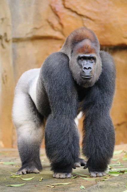 Silverback Gorilla, Regnul Animal, Haiwan Comel, Orang Utan, Haiwan Lucu, Great Ape, Haiwan Peliharaan, Majestic Animals, African Animals