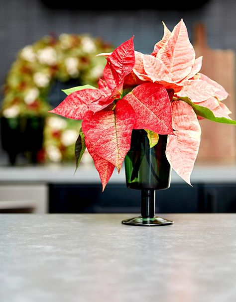 Easy Holiday Decorations, Decorate House, Poinsettia Leaves, Christmas Plant, Holiday Decorating Ideas, Tall Floral Arrangements, Poinsettia Decor, Poinsettia Plant, Christmas Plants