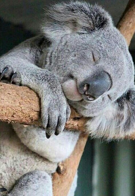 Funny Koala, Baby Koala, Australian Animals, Cute Animal Pictures, Cute Creatures, Sweet Animals, Koala Bear, Cute Little Animals, 귀여운 동물