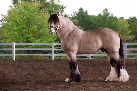 DF Balmoral Drum Horse, Amazing Horses, 3 Horses, Horse Information, Pony Breeds, Draft Horse, Horse Tail, Big Horses, Types Of Horses