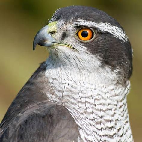 With orange eyes this either an Asian Northern Goshawk or a maturing bird from the west. #Birds #nature Northern Goshawk, Fastest Bird, Raptors Bird, Grey Ghost, Hawk Bird, North American Animals, Orange Eyes, Worlds Finest, Birds Nature