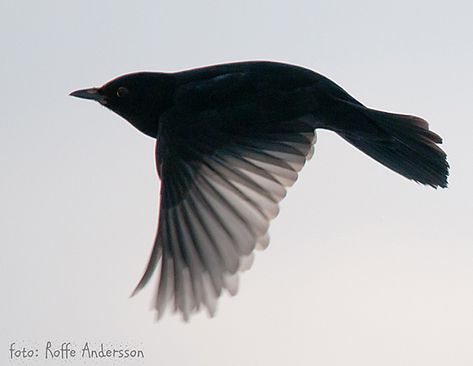 Flying blackbird | Take a walk on the wild side Blackbird Flying, Autumn Preschool Theme, Bird Anatomy, Series Of Paintings, Illustration Ideas, Blackbird, Magpie, Autumn Theme, Nature Animals