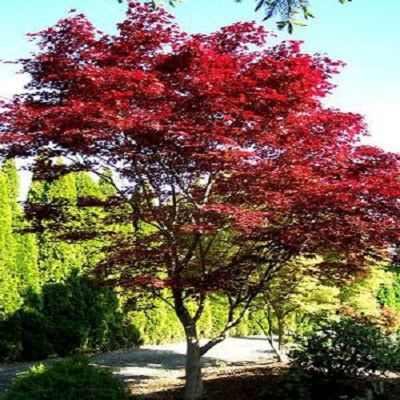 Small Landscaping, Maple Tree Tattoos, Colorado Garden, Coral Bark Japanese Maple, River Garden, Small Landscape, Landscaping Trees, Japanese Maples, Backyard Plants