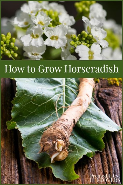 How to Grow Horseradish How To Plant Horseradish Root, Horseradish Plant How To Grow, How To Grow Horseradish Root, How To Grow Horseradish, Grow Horseradish, Perennial Veggies, Horseradish Plant, Growing Horseradish, Grow Cotton