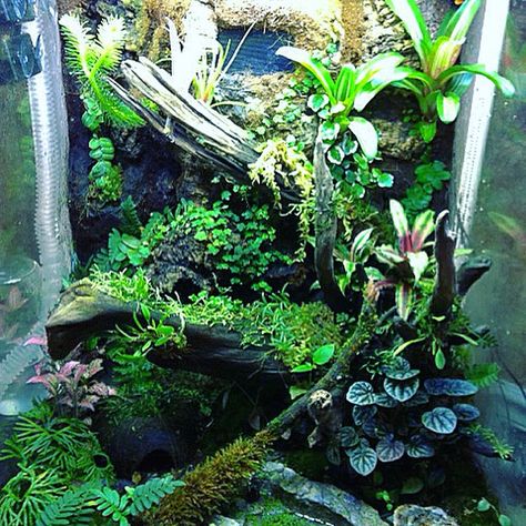 vivarium exo terra 18x18x24 dart frogs Exo Terra Terrarium Ideas, 18x18x24 Terrarium, Dart Frog Vivarium Ideas, Tree Frog Paludarium, Arboreal Vivarium, Dart Frog Terrarium, Tree Frog Terrarium, Frog Vivarium, Dart Frog Vivarium