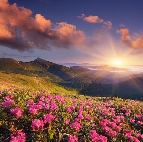 Mountain Flowers, Sunny Morning, Morning Sun, Scenery Wallpaper, In The Mountains, Vector Photo, Premium Photo, In The Morning, The Morning