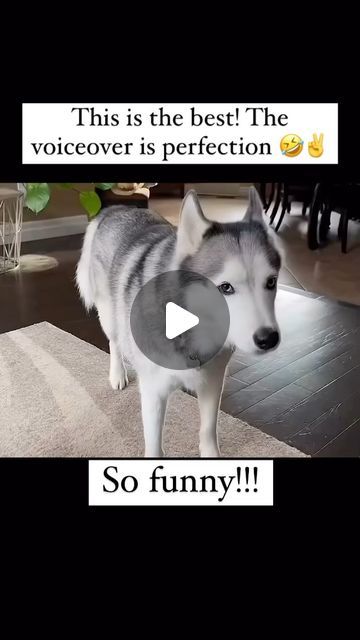 Talking Dog Video, Motherhood Humor, Funny Talking Dog Videos, Animal Humor Dog, Funny Dog Jokes, Talking Animals, Husky Funny, Dog Jokes, Motherhood Funny