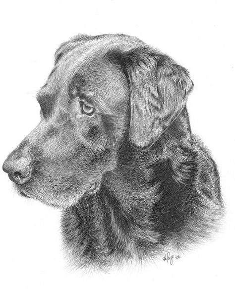 Dog Face Drawing, Dog Pencil Drawing, Labrador Retriever Art, Labrador Art, Labs Art, Pets Drawing, Lab Dogs, Sketchbook Drawings, Chocolate Lab