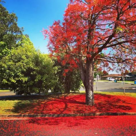 Care Tips For Illawarra Flame Tree (Brachychiton Acerifolius) Flowers Guide, Umbrella Tree, Flame Tree, Street Trees, Australian Native Flowers, Native Flowers, Estate Garden, Kangaroo Paw, Kings Park