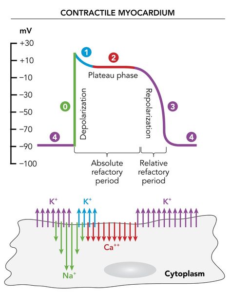 Action Potential Physiology, Cardiac Action Potential, Pathophysiology Nursing, Action Potential, Student Doctor, Physical Therapy School, Mcat Study, Nursing School Essential, Medical School Life