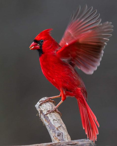 Cardinal Wings, Cardinal Birds Meaning, Rotting Aesthetic, Colourful Feathers, Cardinal Birds Art, Cardinal Birds, Red Cardinal, Colorful Feathers, Bird Pictures