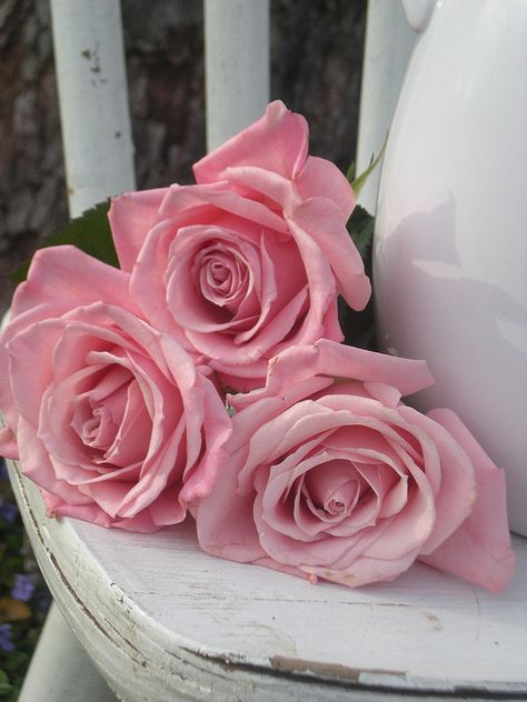 CaN't hAvE Too MaNy PiNk RoSes Three Roses, Rose Seeds, Coming Up Roses, Colorful Roses, Climbing Roses, Romantic Roses, Rose Cottage, Tickled Pink, Love Rose