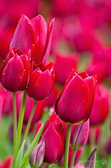 Top 5 Most Beautiful Flowers In The World : Tulips                                                                                                                                                      More The Secret Garden, Most Beautiful Flowers, Red Tulips, Deco Floral, Flowers Garden, Tulips Flowers, Flower Beauty, Flowers Nature, Beautiful Blooms