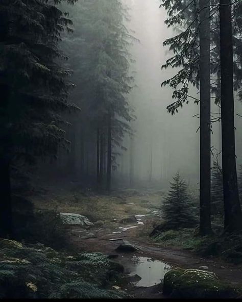 Dark Forest Aesthetic, Mountain Aesthetic, Foggy Mountains, Dark Tree, Forest Background, Foggy Forest, Night Forest, Mystical Forest, Misty Forest