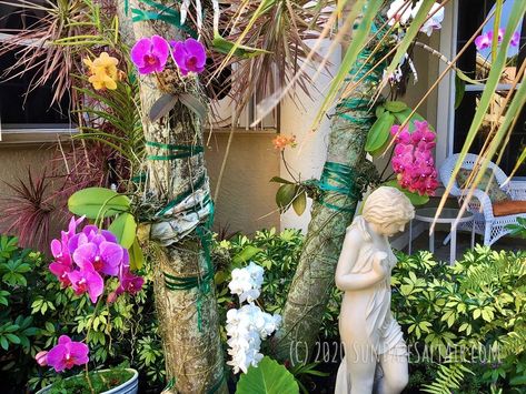 How To Mount Or Attach Your Vanda Orchid To A Tree & Why You Should Grow Orchids On Trees - SunDaze SaltAir Vanda Orchids Hanging, Attaching Orchids To Palm Trees, Orchid Tree How To Grow, Growing Orchids On Trees, How To Hang Orchids On Trees, How To Attach Orchids To A Tree, Orchid On Palm Tree, Orchids On Palm Trees, Orchids In Trees