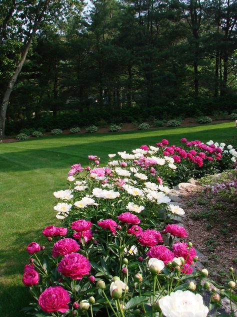 Peony Border, Peonies Wallpaper, Jersey Day, Growing Peonies, Day 1, Fall Garden Vegetables, Garden Design Layout, Recycled Garden, Lawn And Landscape