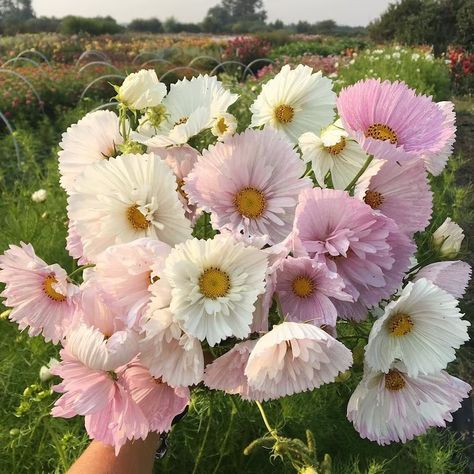 50 Cupcakes, 30 Cupcakes, Flower Life Cycle, Cosmos Flowers, Cut Flower Garden, Blush Flowers, Veggie Garden, Flower Farm, Flower Field