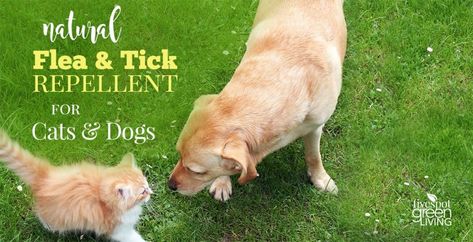 Natural Essential Oil Tick Repellent for Cats and Dogs Dog Pancakes, Pancakes For Dogs, Tick Repellent For Dogs, Natural Tick Repellent, Easy Homemade Pancakes, Tick Repellent, Dog Biscuit Recipes, Healthy Dog Treats Homemade, Cook Healthy