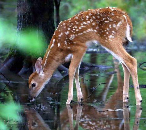 Deer Reference Photo, Deer Side View, 4k Portrait Wallpaper, Deer Reference, Key Deer, Deer Drawing, Deer Photos, Bambi And Thumper, Pencil Sketch Images