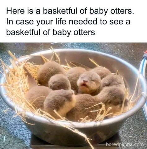 Baby Otters, Otters, Birds, Kawaii