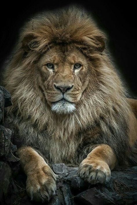 Hairstyle Man, Lion Photography, Beautiful Lion, Lion Love, Lion Images, Lion Pictures, Fitness Photography, Lion Art, Majestic Animals