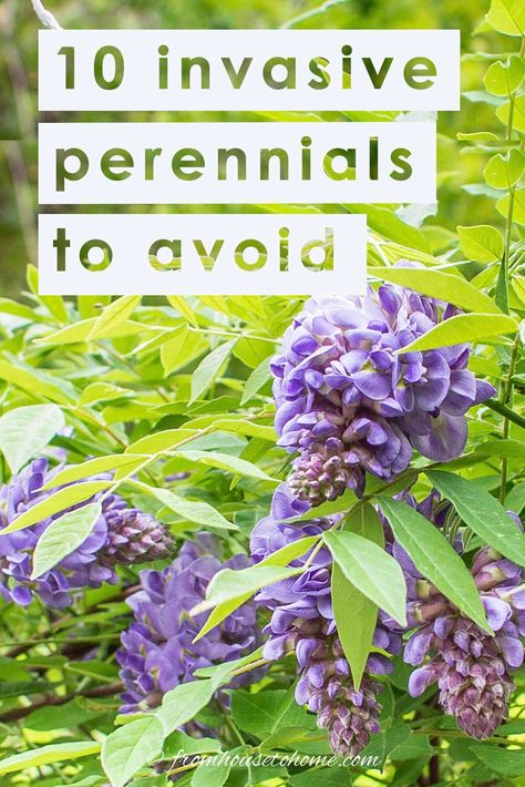 Want to avoid planting invasive perennials in your garden? This list lets you know which vines, trees and flowers to stay away from in your yard. #fromhousetohome #invasiveplants #gardeningtips #lowmaintenancegarden #shadeperennials #sunperennials Odd Plants, Japanese Inspired Garden, Bamboo Species, Wisteria Plant, Autumn Clematis, Landscaping Backyard, Garden Nook, Perennial Grasses, Full Sun Perennials