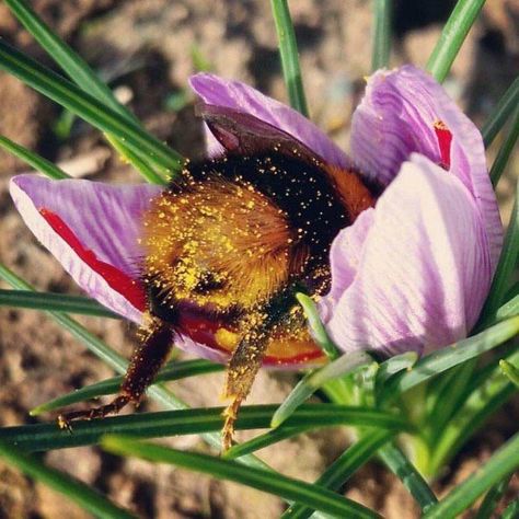 Bee Pics, Bee Background, Honey Bee Pollen, Cute Bugs, Bee Artwork, Saffron Flower, Let It Bee, Animals Aesthetic, I Love Bees