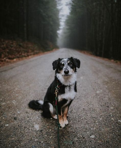 Dog Photoshoot, Border Collies, Cute Dogs And Puppies, Dog Photography, Border Collie, Aesthetic Photography, Photography Ideas, Dogs And Puppies, Photo Ideas