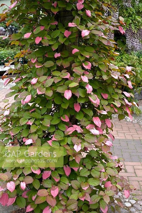 Actinidia kolomikta Actinidia Kolomikta, Garden Climbers, Hot Garden, Rose House, Planting Design, Garden Greenhouse, Plant Photography, House Landscape, Climbing Plants