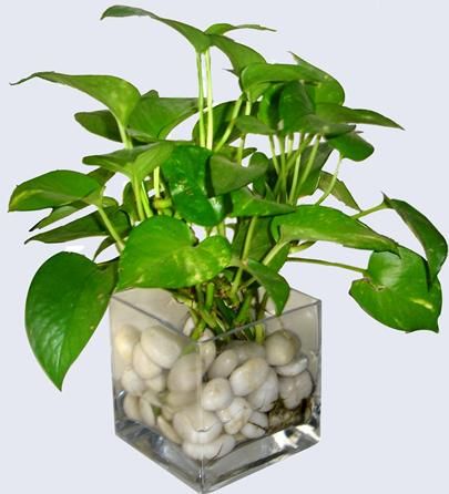 Money Plant Indoor, Water Plants Indoor, Money Plants, Plants Grown In Water, Tanaman Air, Indoor Water Garden, Home Plants, Plant Indoor, Trendy Plants