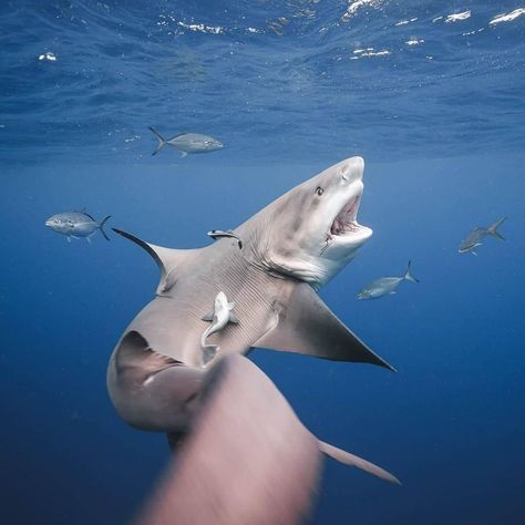 Oceanholic Life on Instagram: “Bull shark flex⁣⁣ Thanks to @sharkaddicts2  for these amazing photography! .⁣⁣ .⁣⁣ .⁣⁣ .⁣⁣ .⁣⁣ .⁣⁣ .⁣⁣ .⁣⁣ .⁣⁣ .⁣⁣ .⁣⁣ .⁣⁣ .⁣⁣ .⁣⁣…” Mickey Smith, Shark Photography, Twenty Dollar Bill, Shark Photos, Cool Sharks, Sea Creatures Art, Bull Shark, Shark Diving, Shark Tattoos