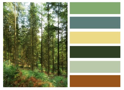 Woodland Colour scheme Adirondack Cottage, Color Palette Forest, Bathroom Ideas Color, Forest Living Room, Forest Living, Camping Wallpaper, Woodland Bedroom, Wallpaper Colour, Cottagecore Crochet