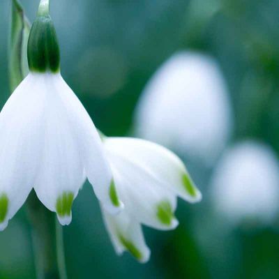 Enjoy a scents of spring with these photo gallery spring fragrance impressions ! Let them inspire your choice of perfume, home fragrance and skin care.   https://www.pairfum.com/photo-gallery-spring-fragrance/ Snowdrop Flowers, Wall Display Case, Blue Sky Photography, Spring Fragrances, Organic Perfume, Reed Diffuser Refill, Covered Garden, How To Make Paper Flowers, Spring Wallpaper