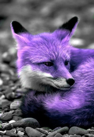 Arctic Fox Art, Color Splash Purple, Dark Purple Wallpaper, Color Splash Photography, Purple Animals, Splash Photography, Purple Art, Purple Love, Fox Art